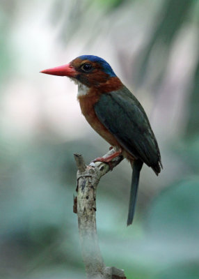 BIRD - KINGFISHER - GREEN-BACKED KINGFISHER - TANGKOKO NATIONAL PARK SULAWESI INDONESIA (11).JPG