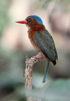 BIRD - KINGFISHER - GREEN-BACKED KINGFISHER - TANGKOKO NATIONAL PARK SULAWESI INDONESIA (14).JPG