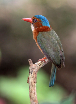 BIRD - KINGFISHER - GREEN-BACKED KINGFISHER - TANGKOKO NATIONAL PARK SULAWESI INDONESIA (18).JPG