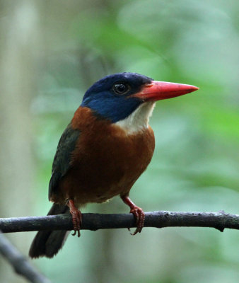 BIRD - KINGFISHER - GREEN-BACKED KINGFISHER - TANGKOKO NATIONAL PARK SULAWESI INDONESIA (25).JPG