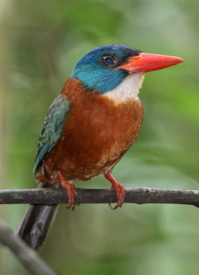 BIRD - KINGFISHER - GREEN-BACKED KINGFISHER - TANGKOKO NATIONAL PARK SULAWESI INDONESIA (28).JPG