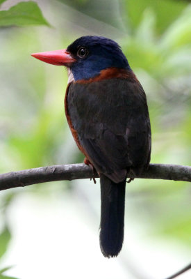 BIRD - KINGFISHER - GREEN-BACKED KINGFISHER - TANGKOKO NATIONAL PARK SULAWESI INDONESIA (34).JPG