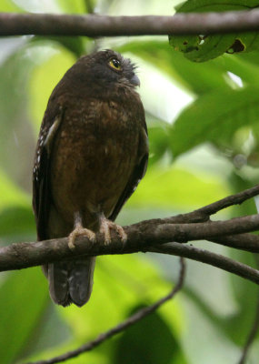 BIRD - OWL - Ochre-bellied Boohook (Ninox ochracea) - TANGKOKO NATIONAL PARK SULAWESI INDONESIA (3).JPG