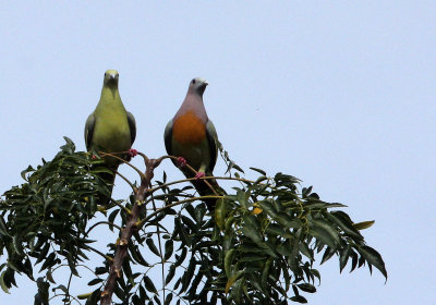 BIRD - PIGEON - PINK-NECKED GREEN PIGEON - TANGKOKO NATIONAL PARK SULAWESI INDONESIA (10).JPG