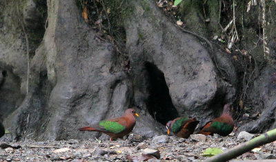 BIRD - PIGEON - SULAWESI PIGEON SPECIES - NANTU NATIONAL NATURE RESERVE SULAWESI INDONESIA (1).JPG