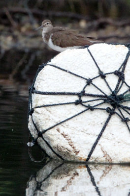 BIRD - SANDPIPER - COMMON SANDPIPER - TANGKOKO NATIONAL PARK SULAWESI INDONESIA (10).JPG