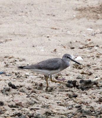 BIRD - TATTLER - GREY-TAILED TATTLER - TANGKOKO NATIONAL PARK SULAWESI INDONESIA (4).JPG