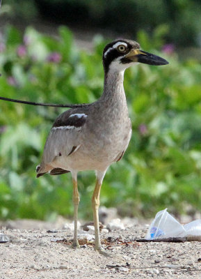 BIRD - THICK-KNEE - BEACH THICK-KNEE - TANGKOKO NATIONAL PARK SULAWESI INDONESIA (1).JPG