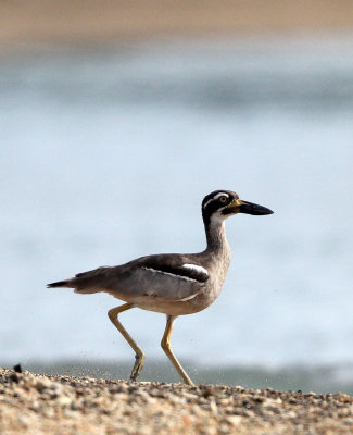 BIRD - THICK-KNEE - BEACH THICK-KNEE - TANGKOKO NATIONAL PARK SULAWESI INDONESIA (14).JPG