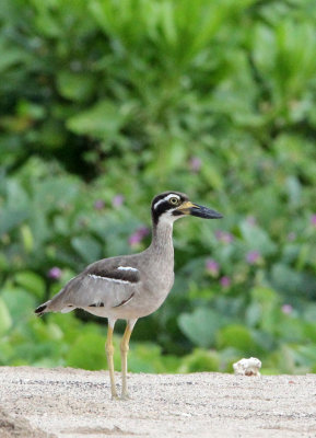 BIRD - THICK-KNEE - BEACH THICK-KNEE - TANGKOKO NATIONAL PARK SULAWESI INDONESIA (18).JPG