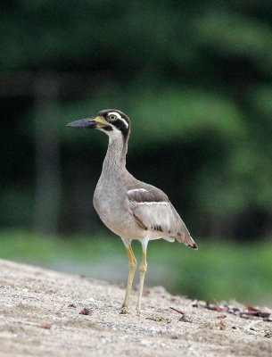 BIRD - THICK-KNEE - BEACH THICK-KNEE - TANGKOKO NATIONAL PARK SULAWESI INDONESIA (28).JPG