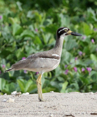 BIRD - THICK-KNEE - BEACH THICK-KNEE - TANGKOKO NATIONAL PARK SULAWESI INDONESIA (5).JPG