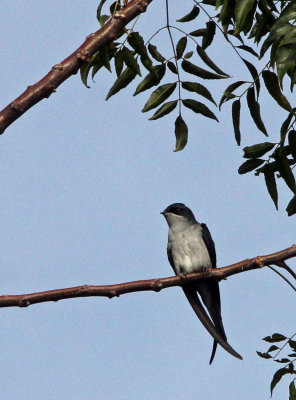 BIRD - TREESWIFT - GREY-RUMPED TREESWIFT - TANGKOKO NATIONAL PARK SULAWESI INDONESIA (6).JPG