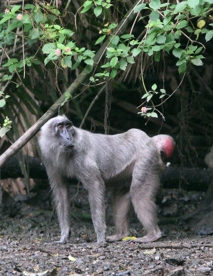 PRIMATE - MACAQUE - HECK'S MACAQUE - NANTU NATIONAL NATURE RESERVE SULAWESI INDONESIA (13).JPG