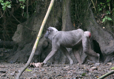 PRIMATE - MACAQUE - HECK'S MACAQUE - NANTU NATIONAL NATURE RESERVE SULAWESI INDONESIA (8).JPG