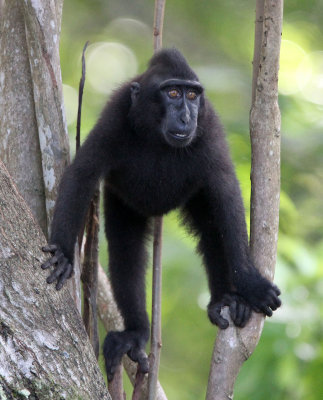 PRIMATE - MACAQUE - SULAWESI BLACK-CRESTED MACAQUE - RAMBO 2 GROUP - TANGKOKO NATIONAL PARK SULAWESI INDONESIA (120).JPG