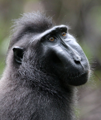 PRIMATE - MACAQUE - SULAWESI BLACK-CRESTED MACAQUE - TANGKOKO NATIONAL PARK SULAWESI INDONESIA (64).JPG