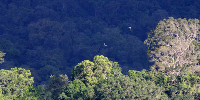 TANGKOKO NATIONAL PARK SULAWESI INDONESIA (33).JPG