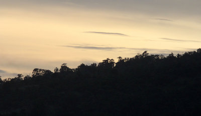 TANGKOKO NATIONAL PARK SULAWESI INDONESIA (56).JPG