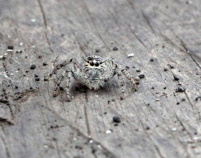 ARTHROPOD - JUMPING SPIDER - TANGKOKO NATIONAL PARK SULAWESI INDONESIA (3).JPG