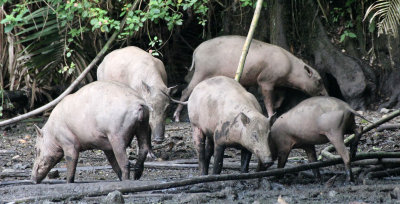 SUIDAE - BABIRUSA - NANTU NATIONAL NATURE RESERVE - SULAWESI INDONESIA (41).JPG