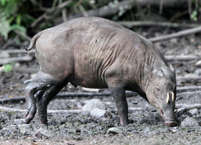 SUIDAE - BABIRUSA - NANTU NATIONAL NATURE RESERVE SULAWESI INDONESIA (13).JPG