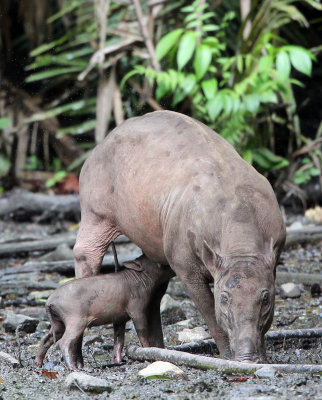 SUIDAE - BABIRUSA - NANTU NATIONAL NATURE RESERVE SULAWESI INDONESIA (93).JPG