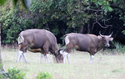 BOVID - JAVAN BANTENG - UJUNG KULON NATIONAL PARK - JAVA BARAT INDONESIA (14).JPG