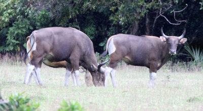 BOVID - JAVAN BANTENG - UJUNG KULON NATIONAL PARK - JAVA BARAT INDONESIA (15).JPG