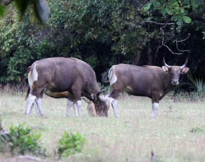 BOVID - JAVAN BANTENG - UJUNG KULON NATIONAL PARK - JAVA BARAT INDONESIA (18).JPG