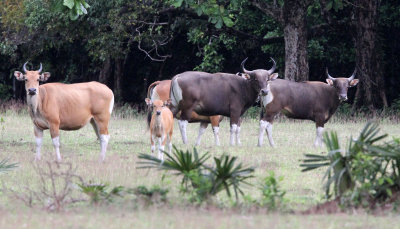 BOVID - JAVAN BANTENG - UJUNG KULON NATIONAL PARK - JAVA BARAT INDONESIA (25).JPG