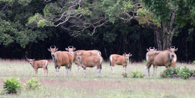 BOVID - JAVAN BANTENG - UJUNG KULON NATIONAL PARK - JAVA BARAT INDONESIA (41).JPG