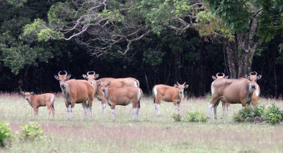 BOVID - JAVAN BANTENG - UJUNG KULON NATIONAL PARK - JAVA BARAT INDONESIA (42).JPG