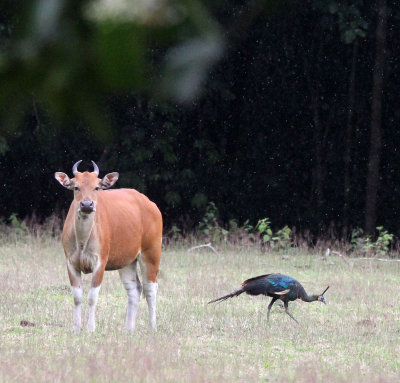 BOVID - JAVAN BANTENG - UJUNG KULON NATIONAL PARK - JAVA BARAT INDONESIA (47).JPG