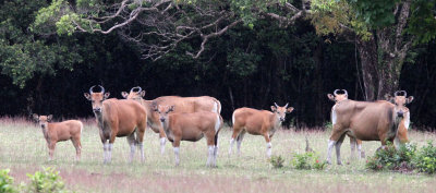 BOVID - JAVAN BANTENG - UJUNG KULON NATIONAL PARK - JAVA BARAT INDONESIA (49).JPG