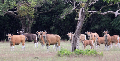 BOVID - JAVAN BANTENG - UJUNG KULON NATIONAL PARK - JAVA BARAT INDONESIA (53).JPG