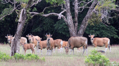 BOVID - JAVAN BANTENG - UJUNG KULON NATIONAL PARK - JAVA BARAT INDONESIA (54).JPG