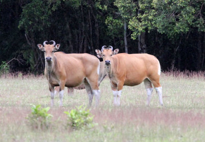 BOVID - JAVAN BANTENG - UJUNG KULON NATIONAL PARK - JAVA BARAT INDONESIA (6).JPG