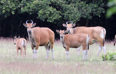 BOVID - JAVAN BANTENG - UJUNG KULON NATIONAL PARK - JAVA BARAT INDONESIA (7).JPG