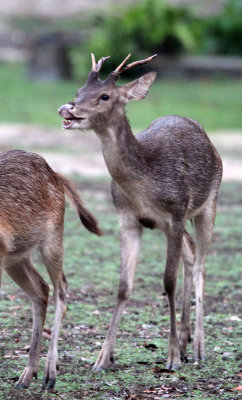 CERVID - JAVAN RUSA DEER - UJUNG KULON NATIONAL PARK - JAVA BARAT INDONESIA (10).JPG