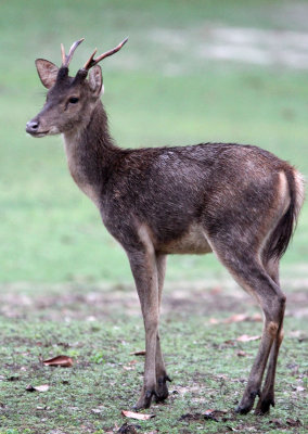 CERVID - JAVAN RUSA DEER - UJUNG KULON NATIONAL PARK - JAVA BARAT INDONESIA (19).JPG