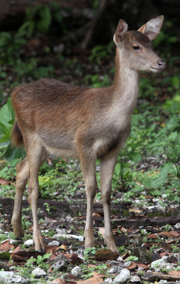 CERVID - JAVAN RUSA DEER - UJUNG KULON NATIONAL PARK - JAVA BARAT INDONESIA (7).JPG