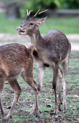 CERVID - JAVAN RUSA DEER - UJUNG KULON NATIONAL PARK - JAVA BARAT INDONESIA (8).JPG