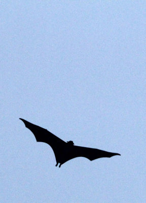 CHIROPTERA - LARGE FLYING FOX - UJUNG KULON NATIONAL PARK JAVA BARAT INDONESIA (2).JPG