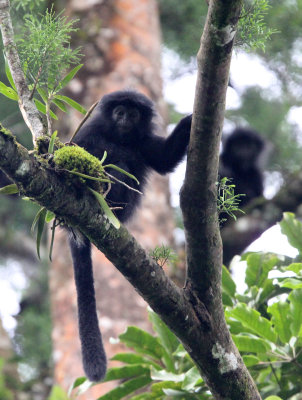 PRIMATE - EBONY LEAF MONKEY - GEDE NATIONAL PARK JAVA BARAT INDONESIA (12).JPG