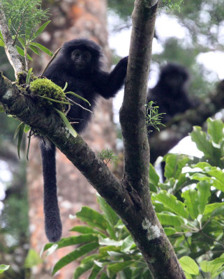 PRIMATE - EBONY LEAF MONKEY - GEDE NATIONAL PARK JAVA BARAT INDONESIA (15).JPG