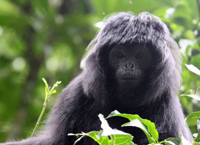 PRIMATE - EBONY LEAF MONKEY - GEDE NATIONAL PARK JAVA BARAT INDONESIA (28).JPG