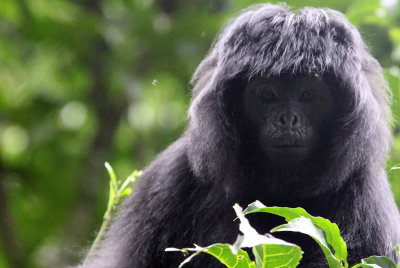 PRIMATE - EBONY LEAF MONKEY - GEDE NATIONAL PARK JAVA BARAT INDONESIA (30).JPG