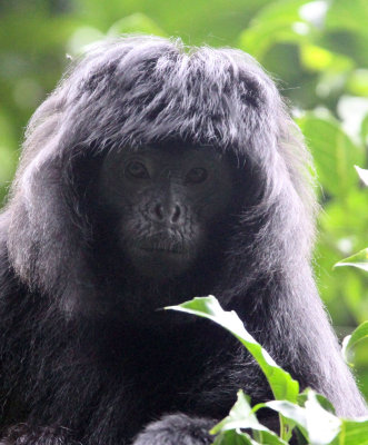 PRIMATE - EBONY LEAF MONKEY - GEDE NATIONAL PARK JAVA BARAT INDONESIA (32).JPG