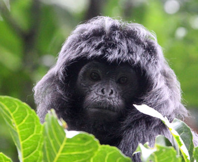 PRIMATE - EBONY LEAF MONKEY - GEDE NATIONAL PARK JAVA BARAT INDONESIA (38).JPG